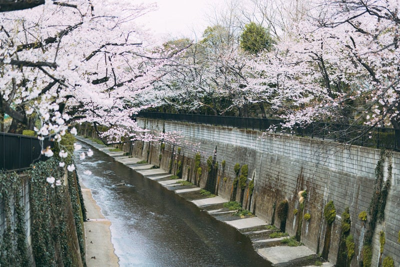 石神井川（しゃくじいがわ）と桜の写真