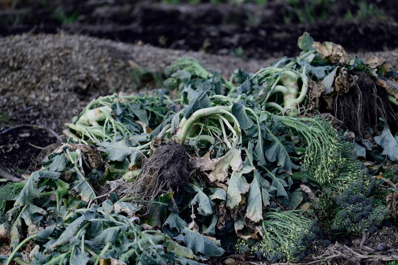 「畑の横で廃棄されたブロッコリー」の写真