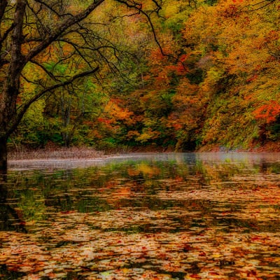 秋の紅葉と落葉の川面の写真
