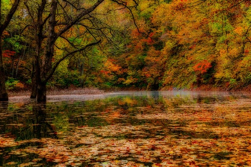 秋の紅葉と落葉の川面の写真
