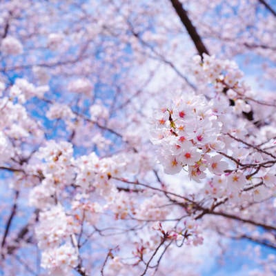 春の訪れを告げるソメイヨシノの写真