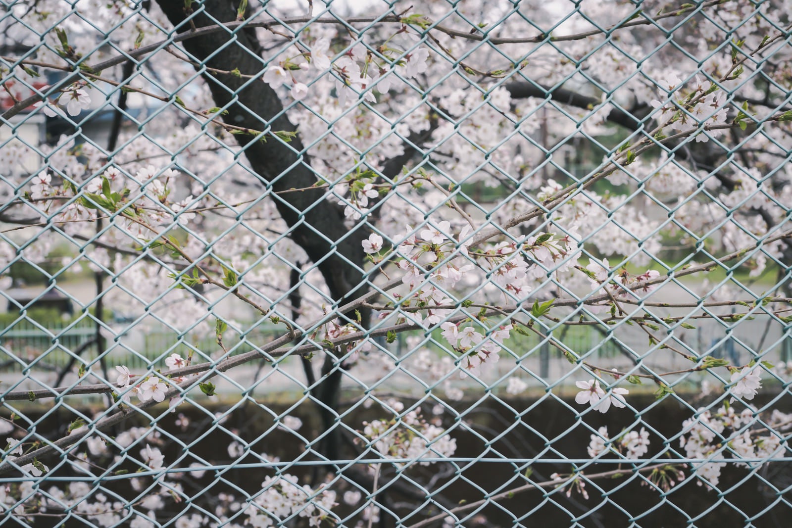 「フェンス越しの桜」の写真