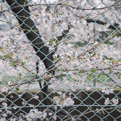 フェンス越しの桜の写真
