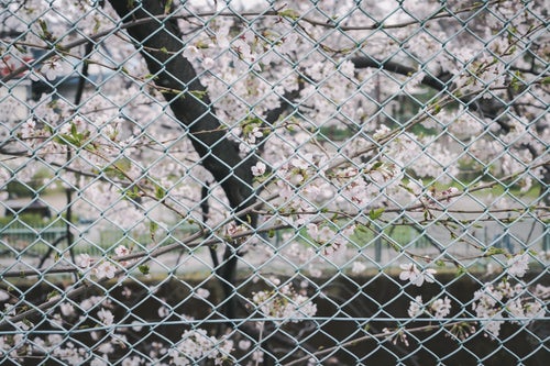フェンス越しの桜の写真