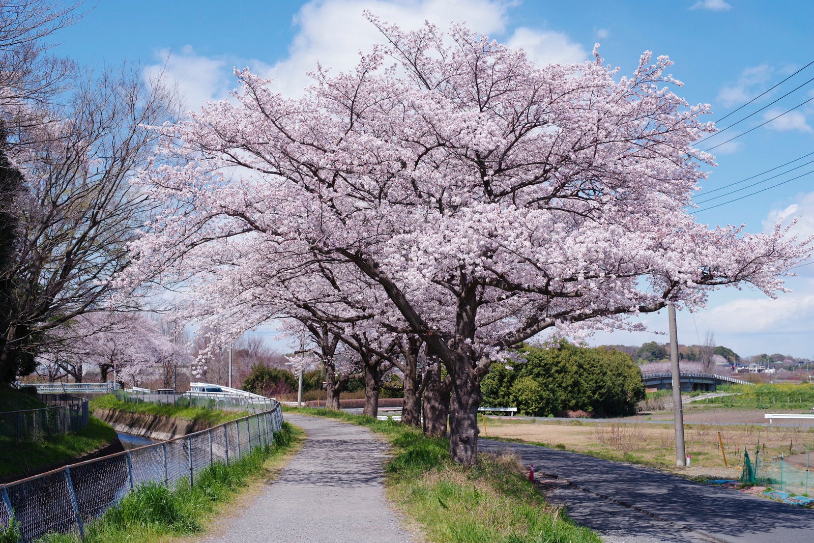 「春満点の河川敷の桜」の写真