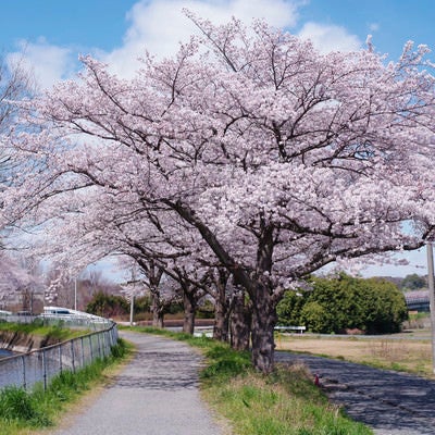 河川敷の桜並木の写真