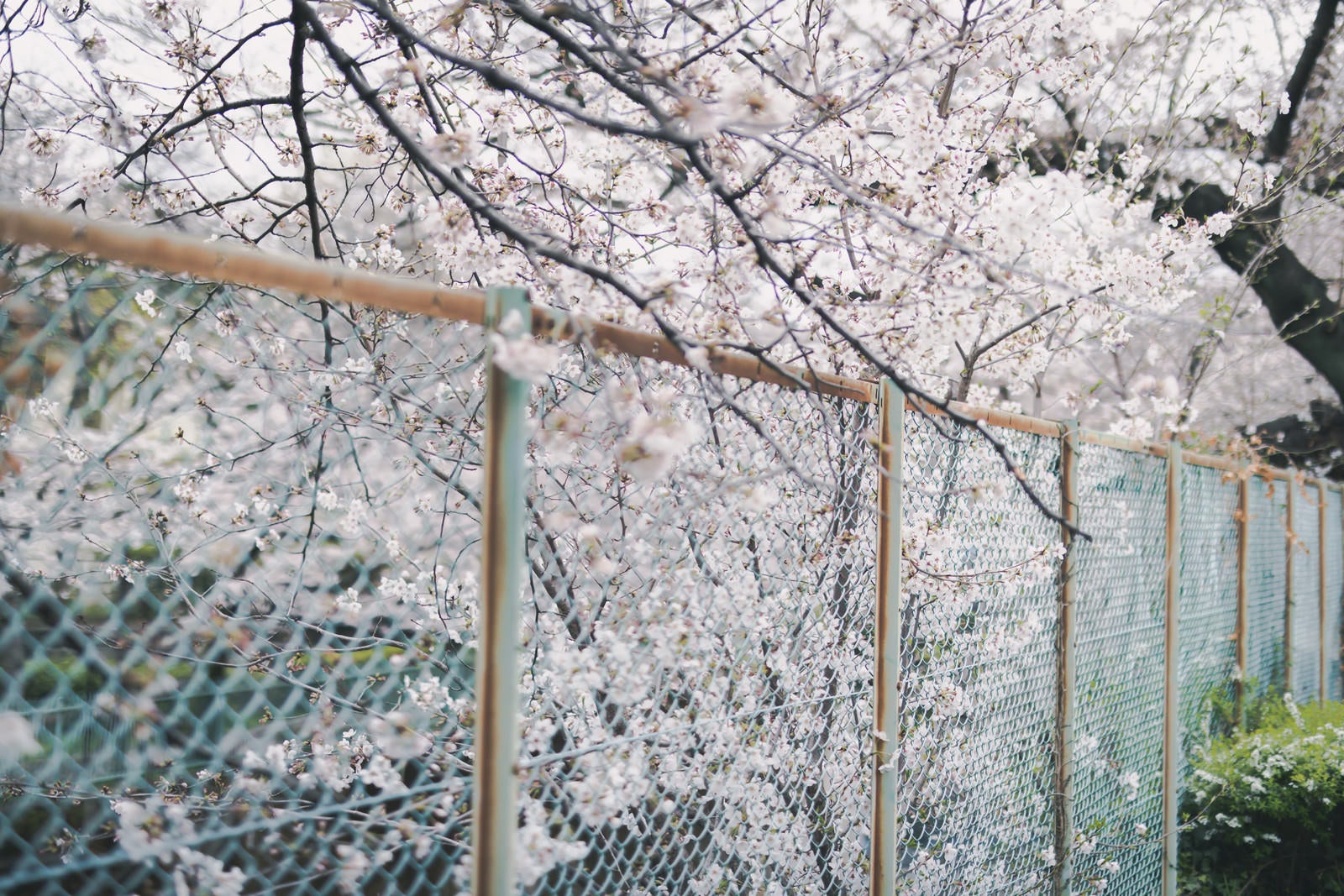 「石神井川緑道のフェンスと満開の桜」の写真