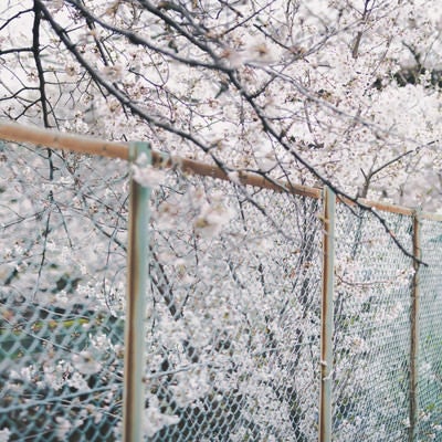 石神井川緑道のフェンスと満開の桜の写真