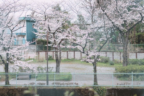 石神井川緑道と公園の写真