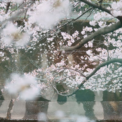 石神井川と満開の桜の写真