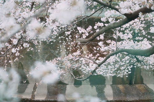 石神井川と満開の桜の写真