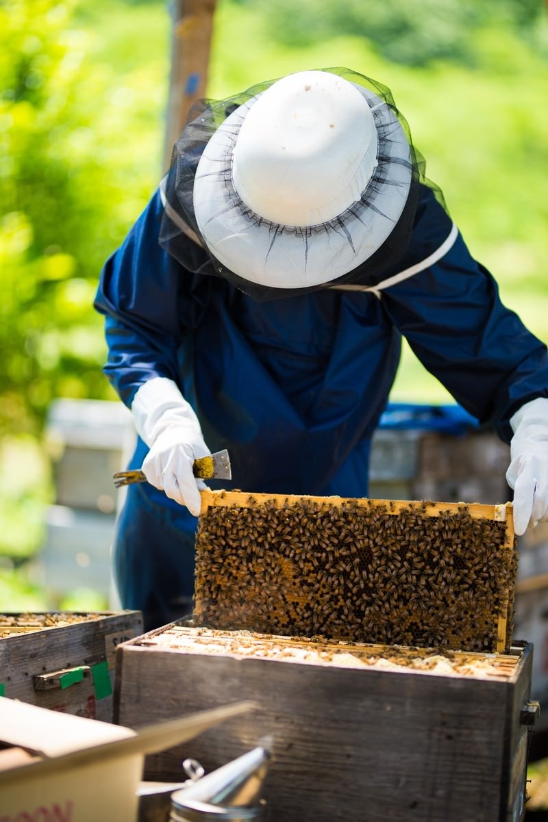 「巣板いっぱいの蜜蜂」の写真