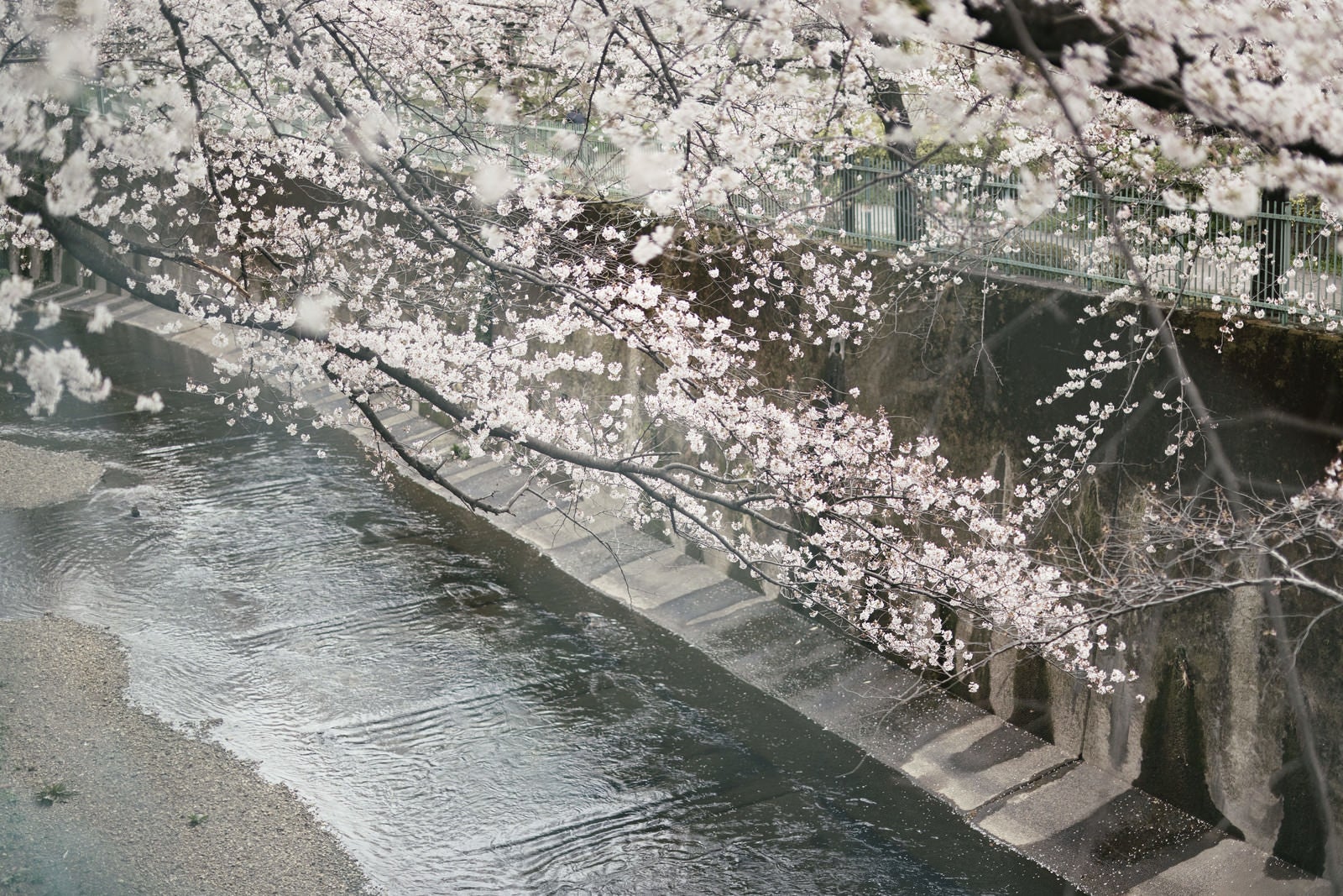 「石神井川を覆う桜の花」の写真
