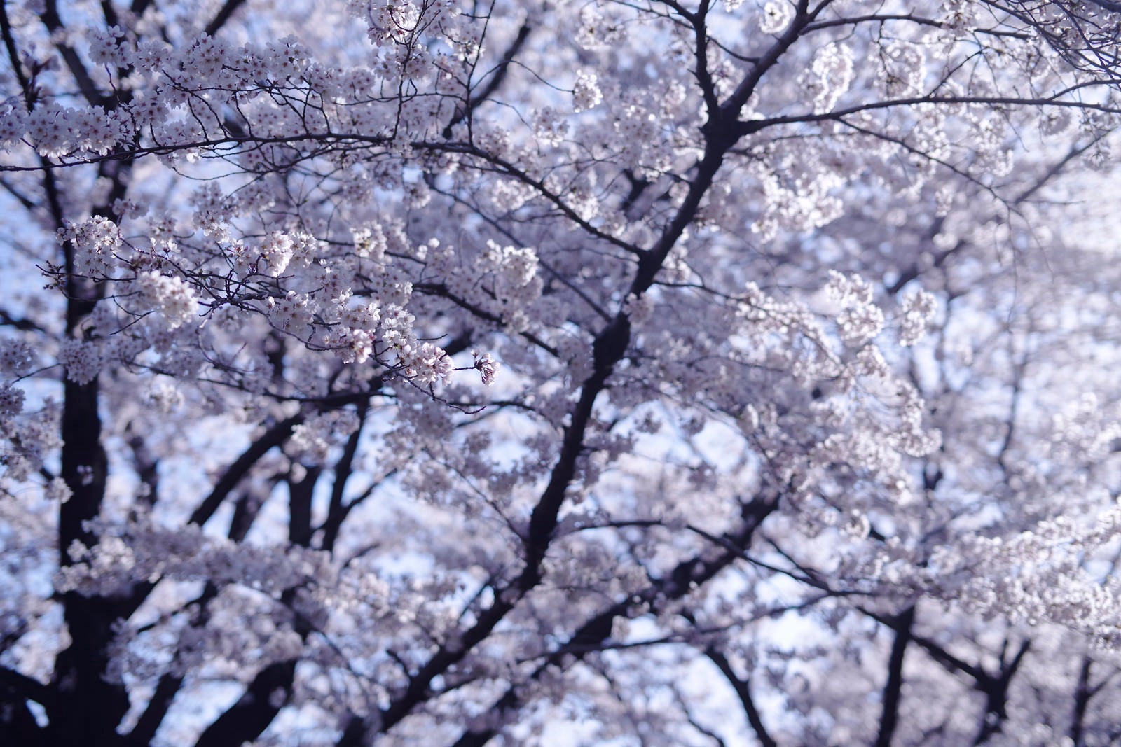 「朝の青い光に染まる桜」の写真