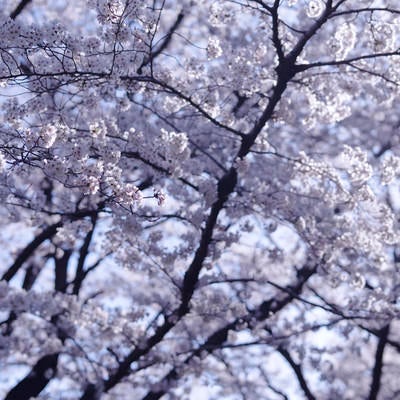 朝の青い光に染まる桜の写真