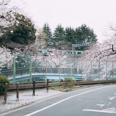 桜満開の石神井川と吾妻橋付近（後ろに見えるのは埼京線）の写真