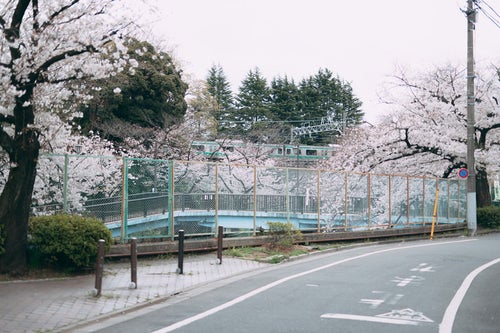 桜満開の石神井川と吾妻橋付近（後ろに見えるのは埼京線）の写真