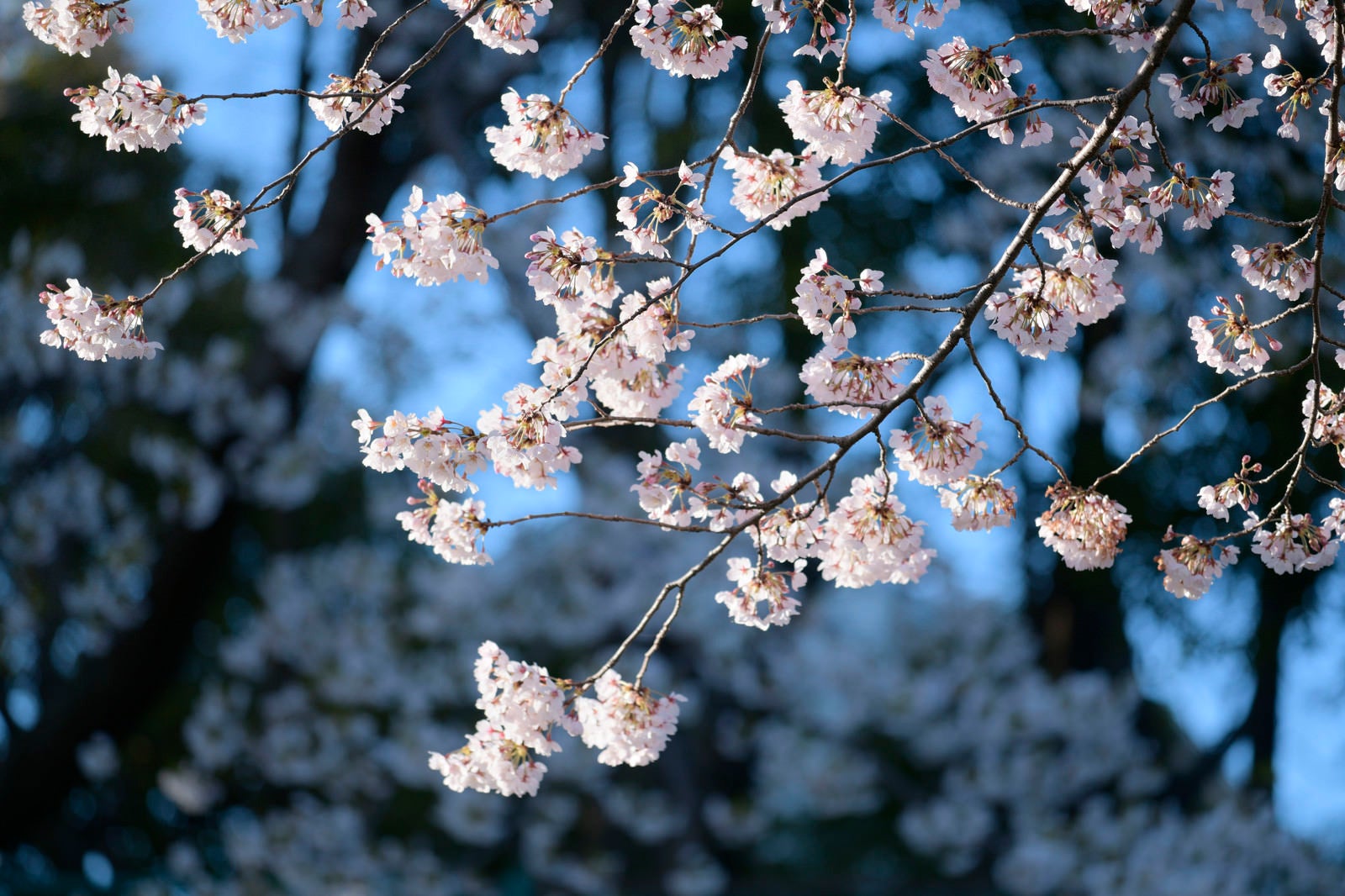 「朝の青い空の下の桜」の写真