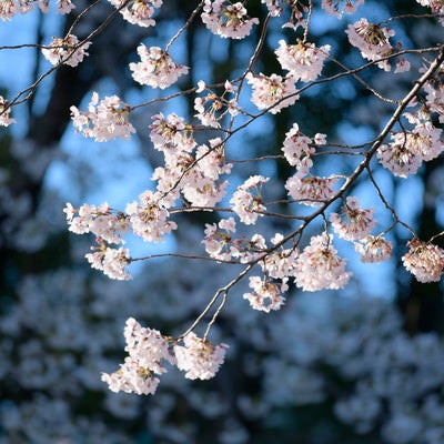 朝の青い空の下の桜の写真