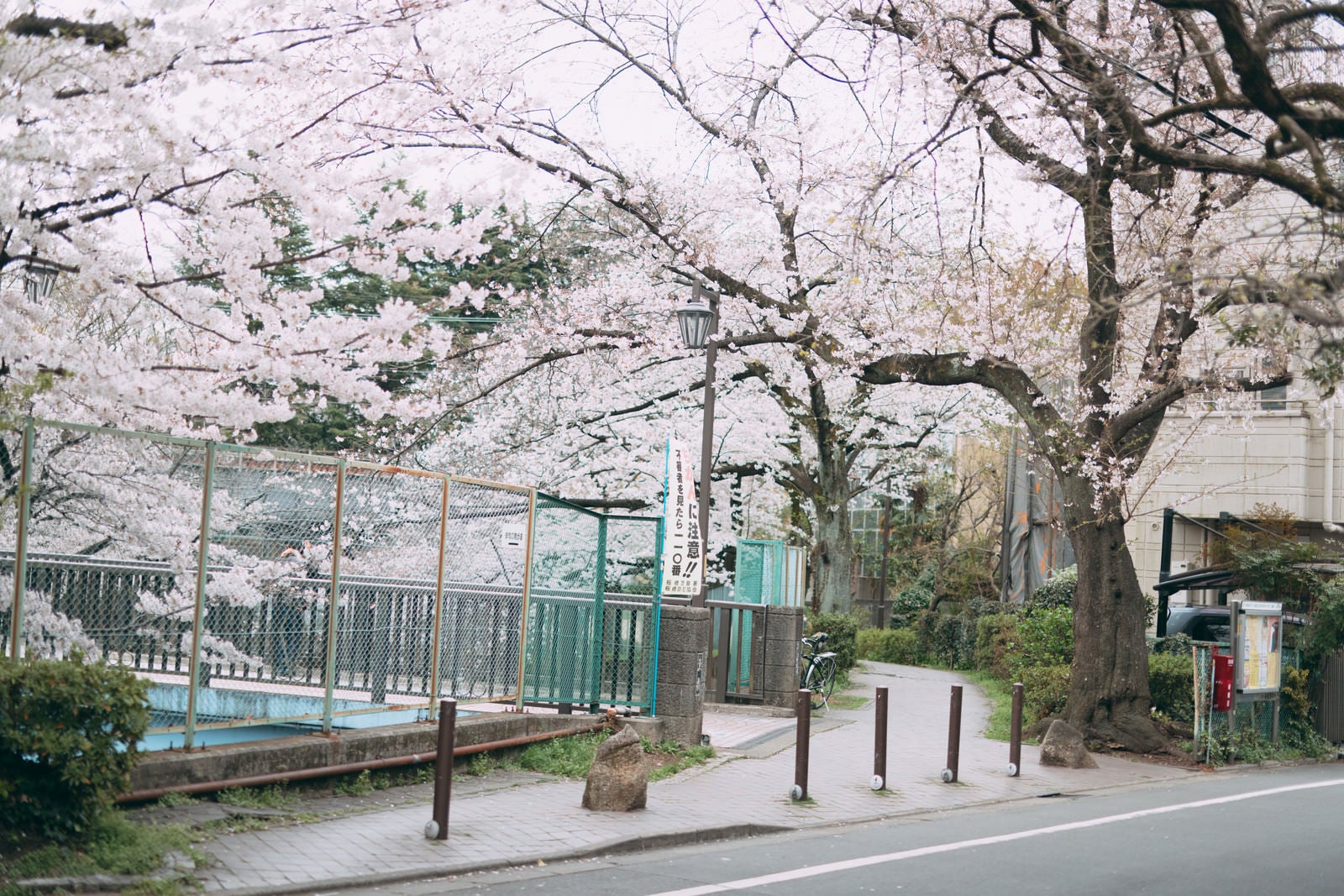「桜満開の石神井川（しゃくじいがわ）緑道」の写真