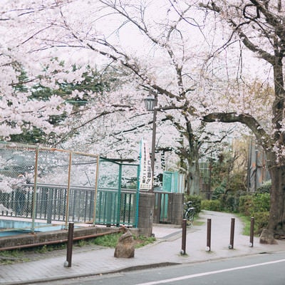 桜満開の石神井川（しゃくじいがわ）緑道の写真