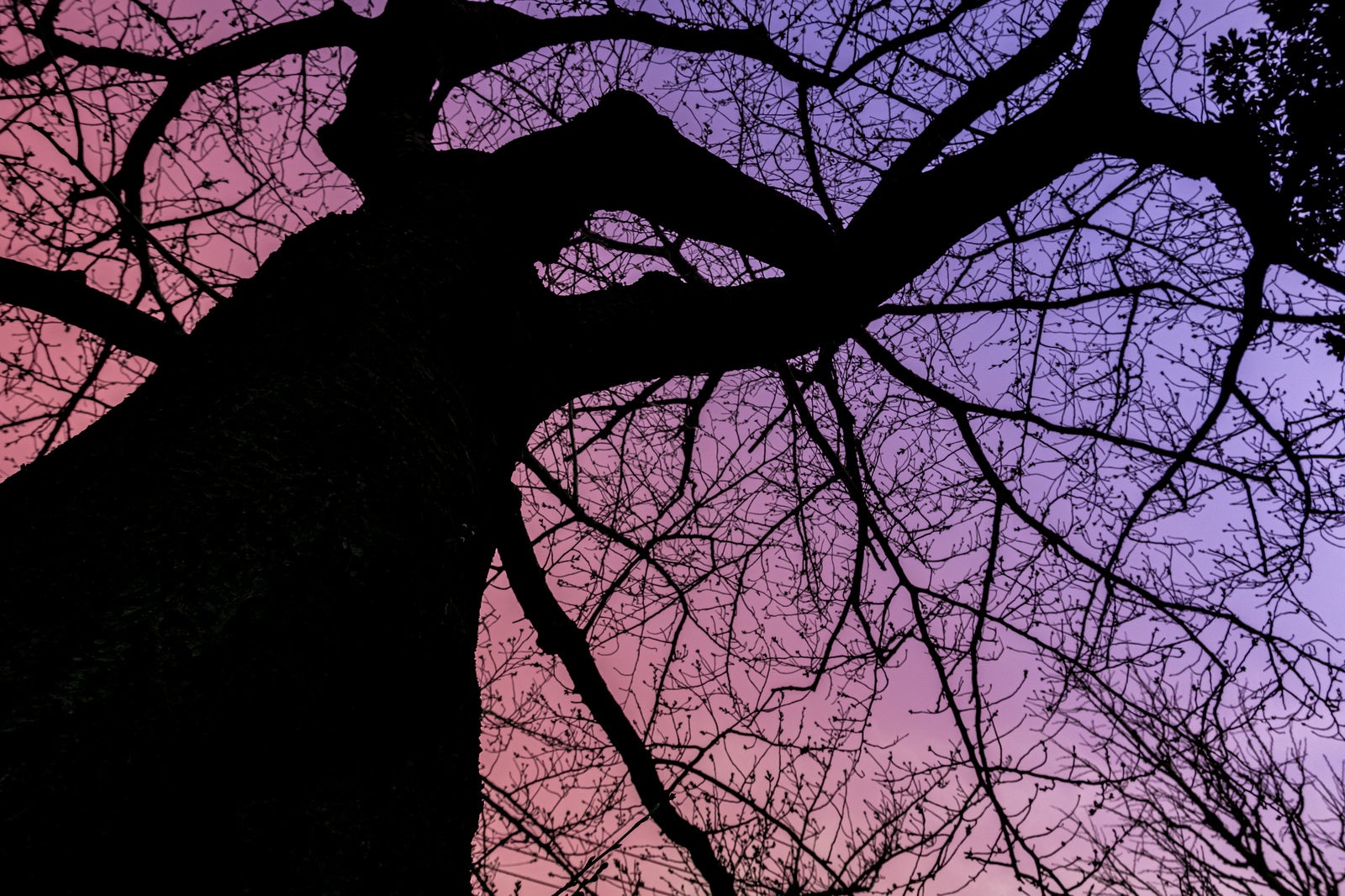 「夕焼けグラデーションと木のシルエット」の写真