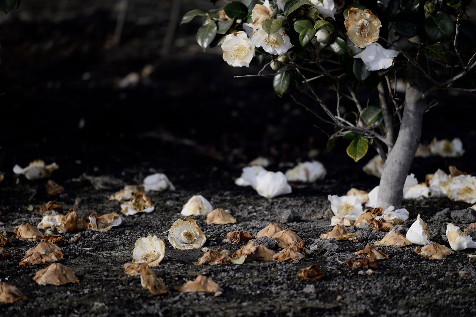 「地面に落ちる椿の花」の写真