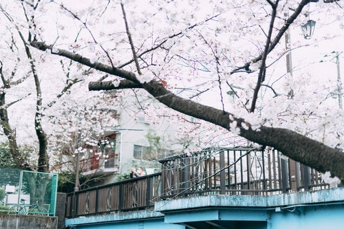 石神井川に架かる東橋から満開の桜を撮るの写真