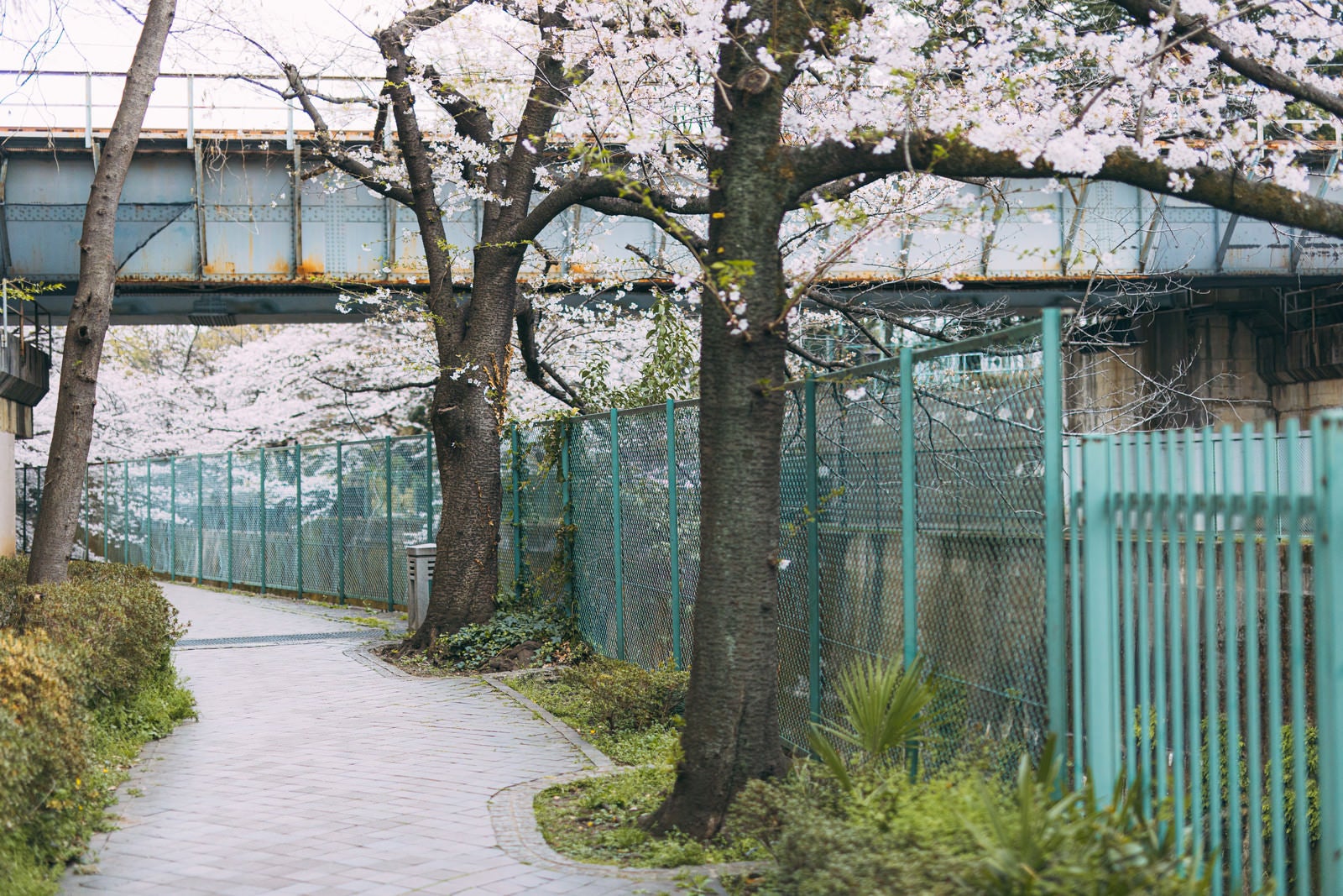 「桜の季節に石神井川緑道を歩く」の写真