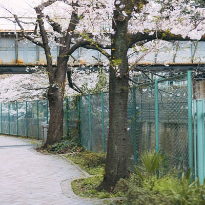 桜の季節に石神井川緑道を歩くの写真