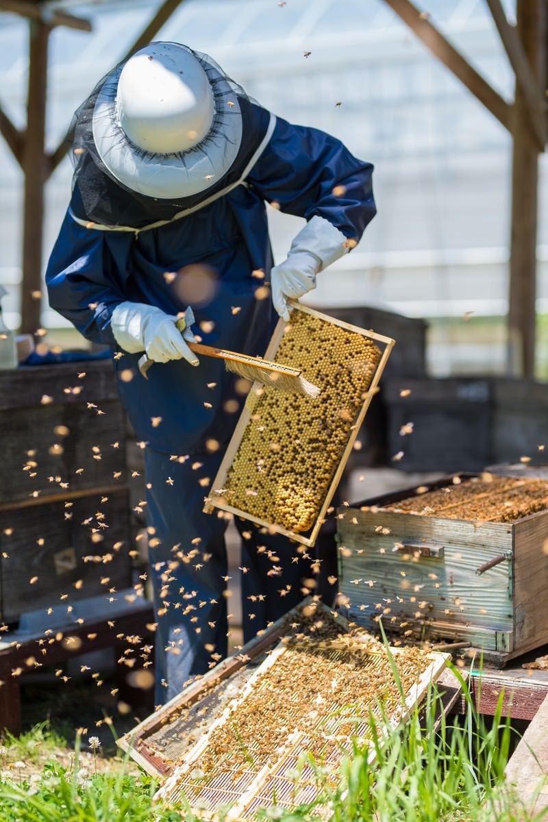 「巣板をメンテする養蜂家」の写真