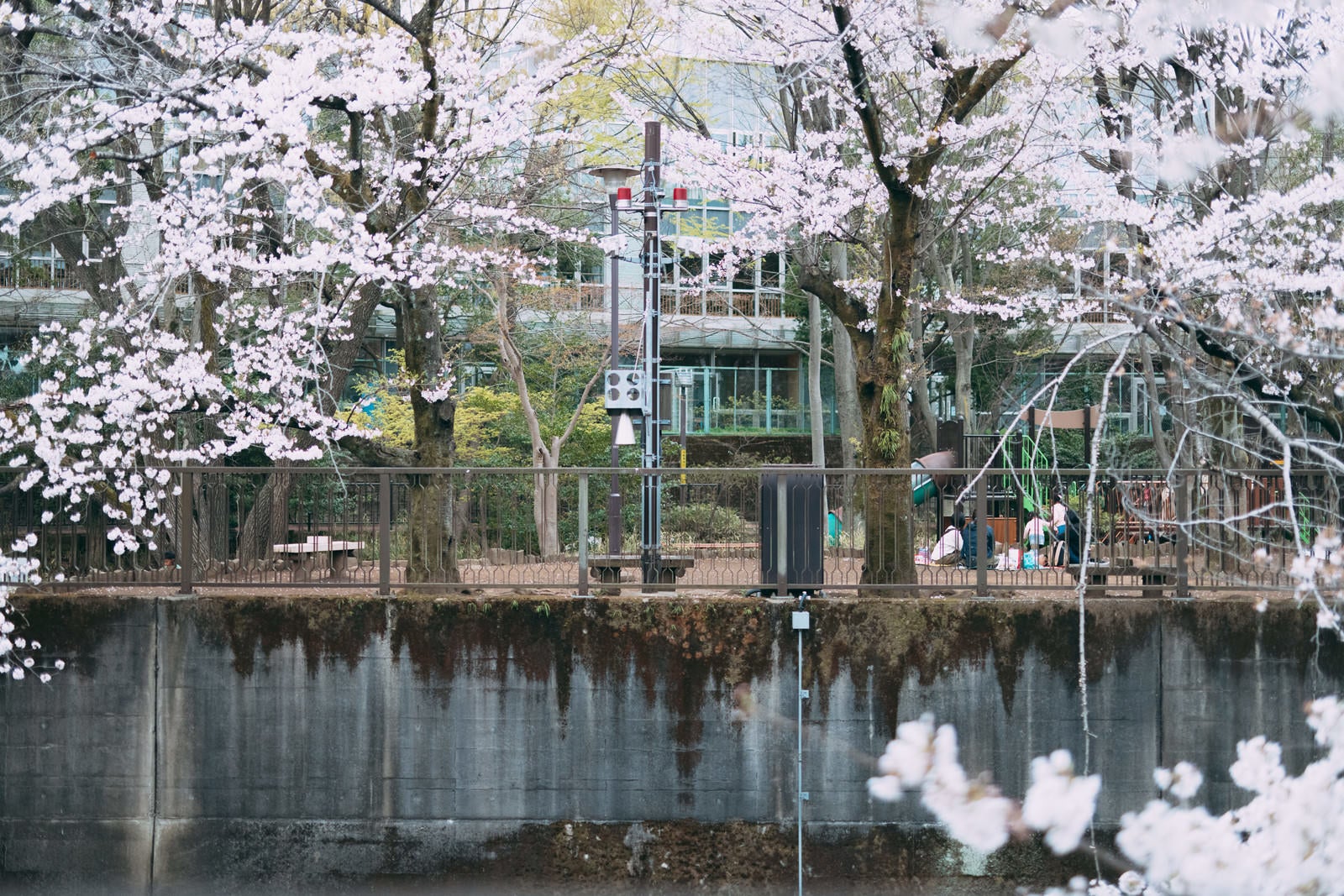 「桜満開の板橋区立加賀公園」の写真