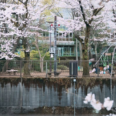 桜満開の板橋区立加賀公園の写真