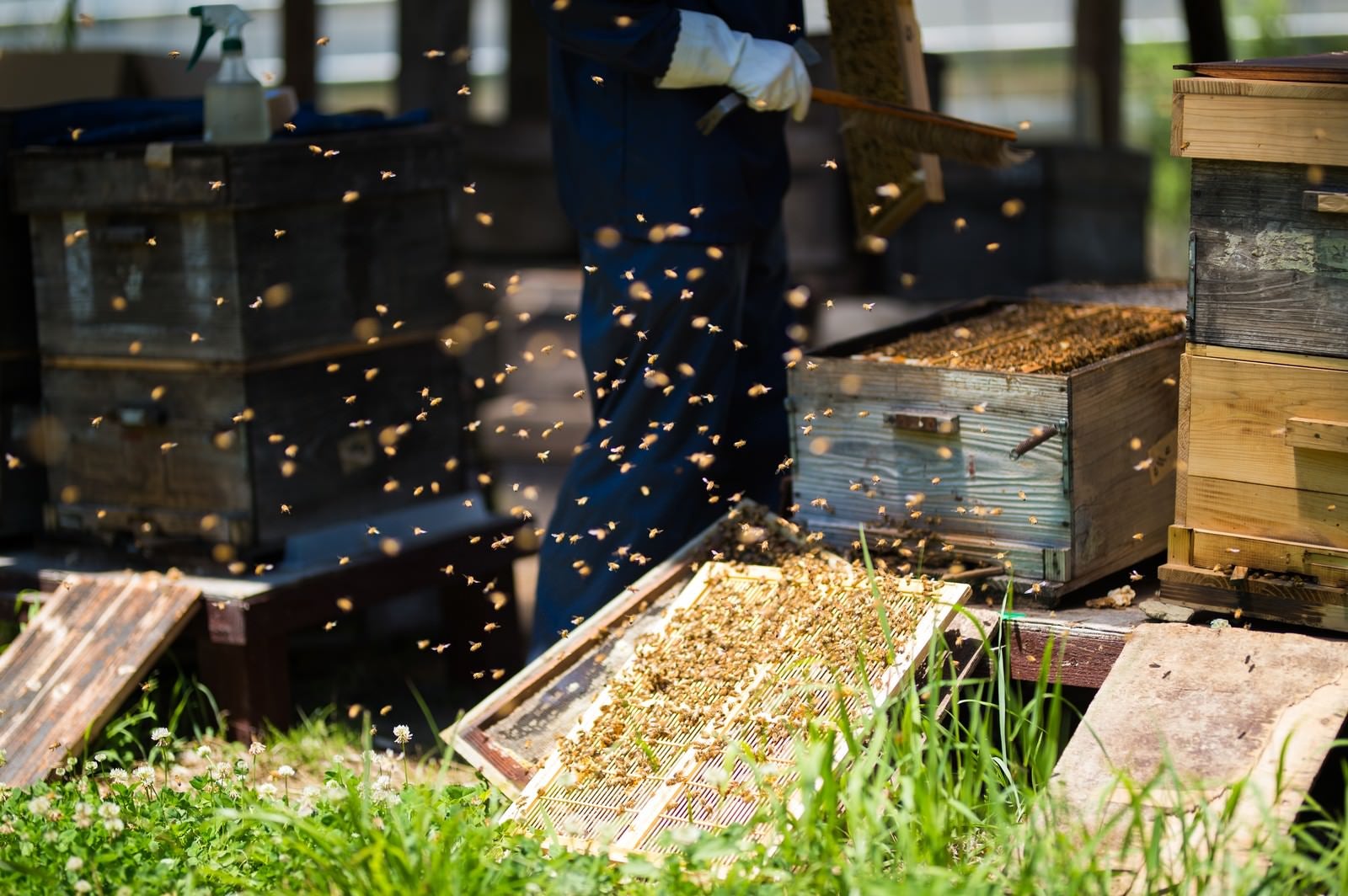 「飛び交うミツバチと共に仕事する養蜂家」の写真