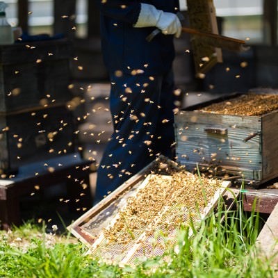 飛び交うミツバチと共に仕事する養蜂家の写真