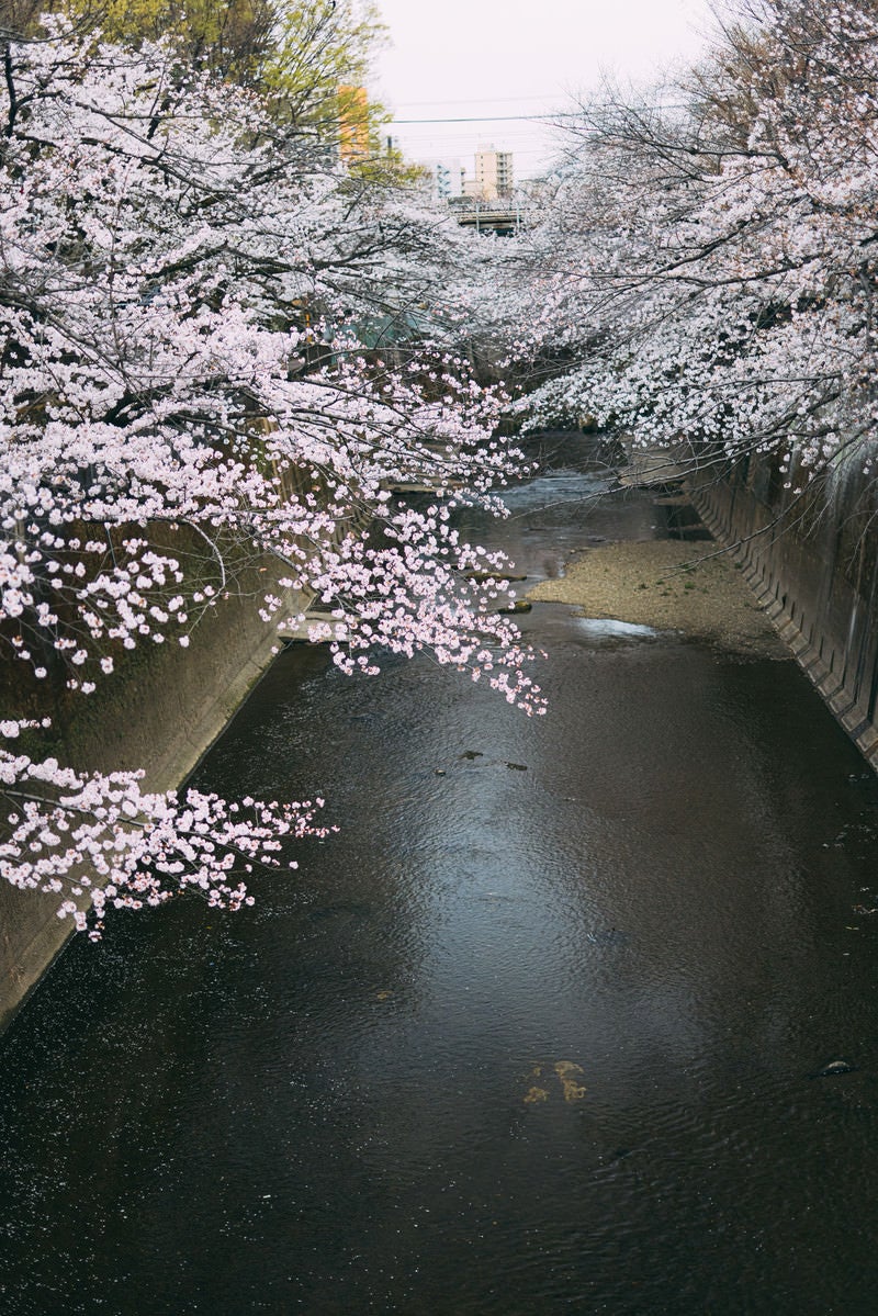 「板橋十景の石神井川の桜」の写真