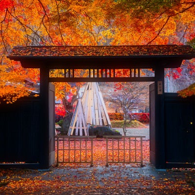 雨上がりの和風の門と落葉（角館武家屋敷）の写真
