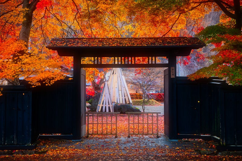 雨上がりの和風の門と落葉（角館武家屋敷）の写真