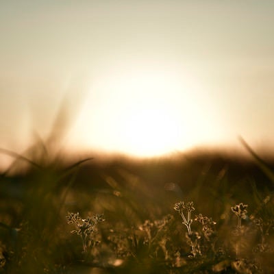 沈む太陽と名もなき雑草の写真