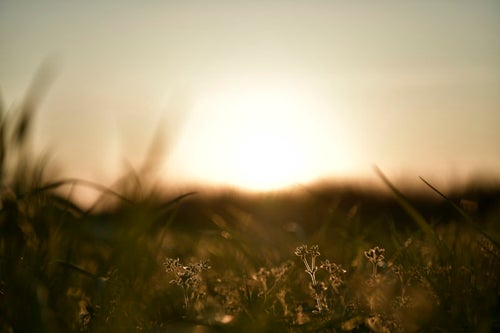沈む太陽と名もなき雑草の写真