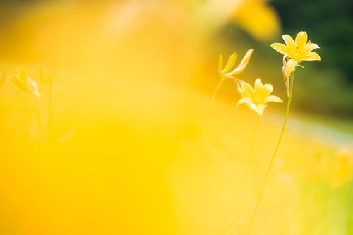 キスゲの花の写真