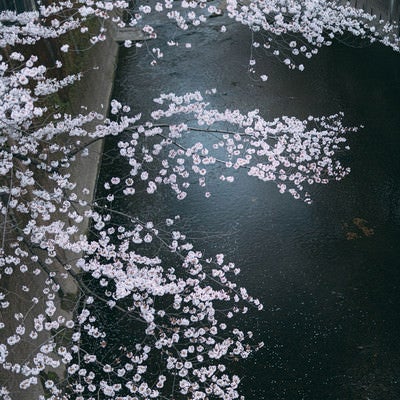 河川と桜の写真