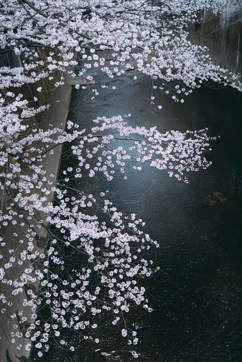 「河川と桜」の写真