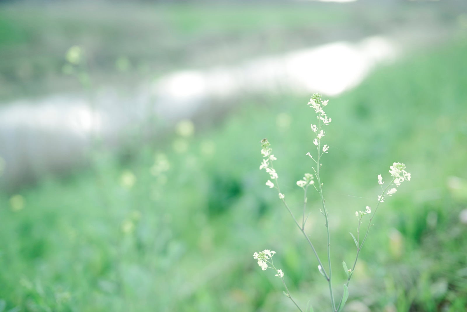「河川敷に咲いた淡い色合いの花」の写真