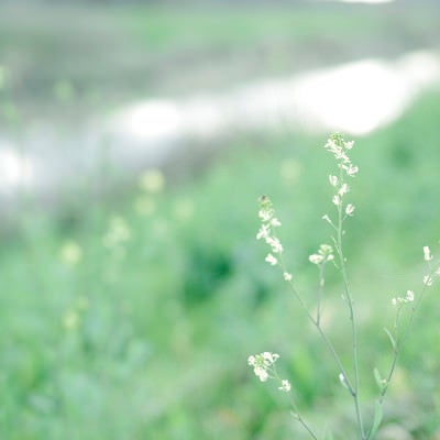 河川敷に咲いた淡い色合いの花の写真