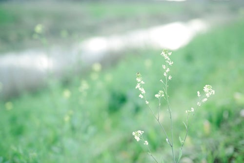 河川敷に咲いた淡い色合いの花の写真
