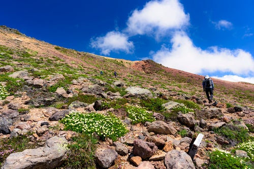 高山植物と火山の登山道を歩く（大雪山旭岳）の写真