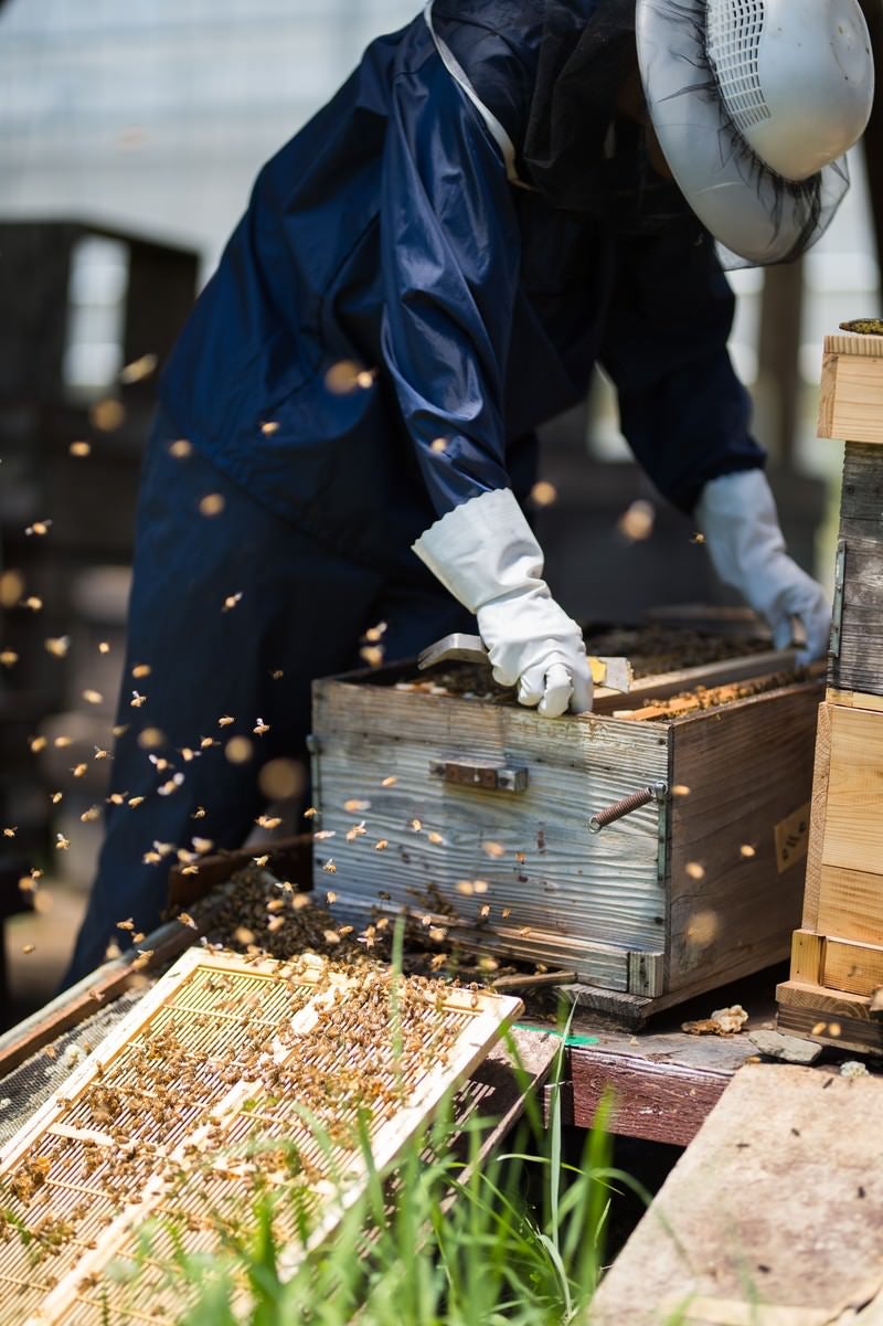 「飛び交うミツバチの中で作業をする養蜂家」の写真