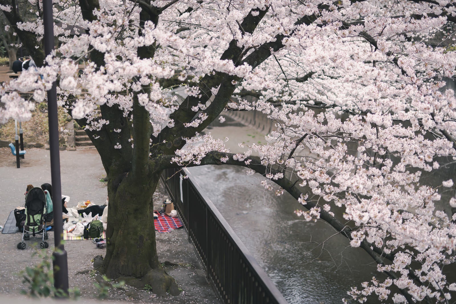「満開の桜の木と花見」の写真