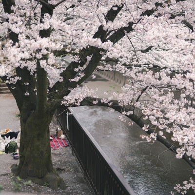 満開の桜の木と花見の写真